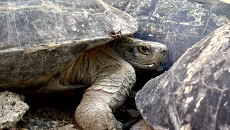 turtle or science names "yellow-bellied slider" in shell, sunbathe with group of turtle