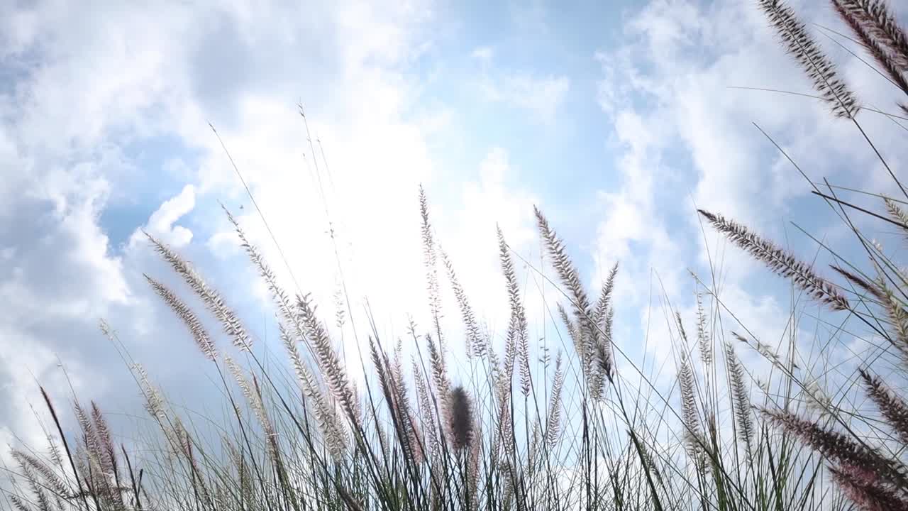 Reed grass swaying by the wind with sunshine
