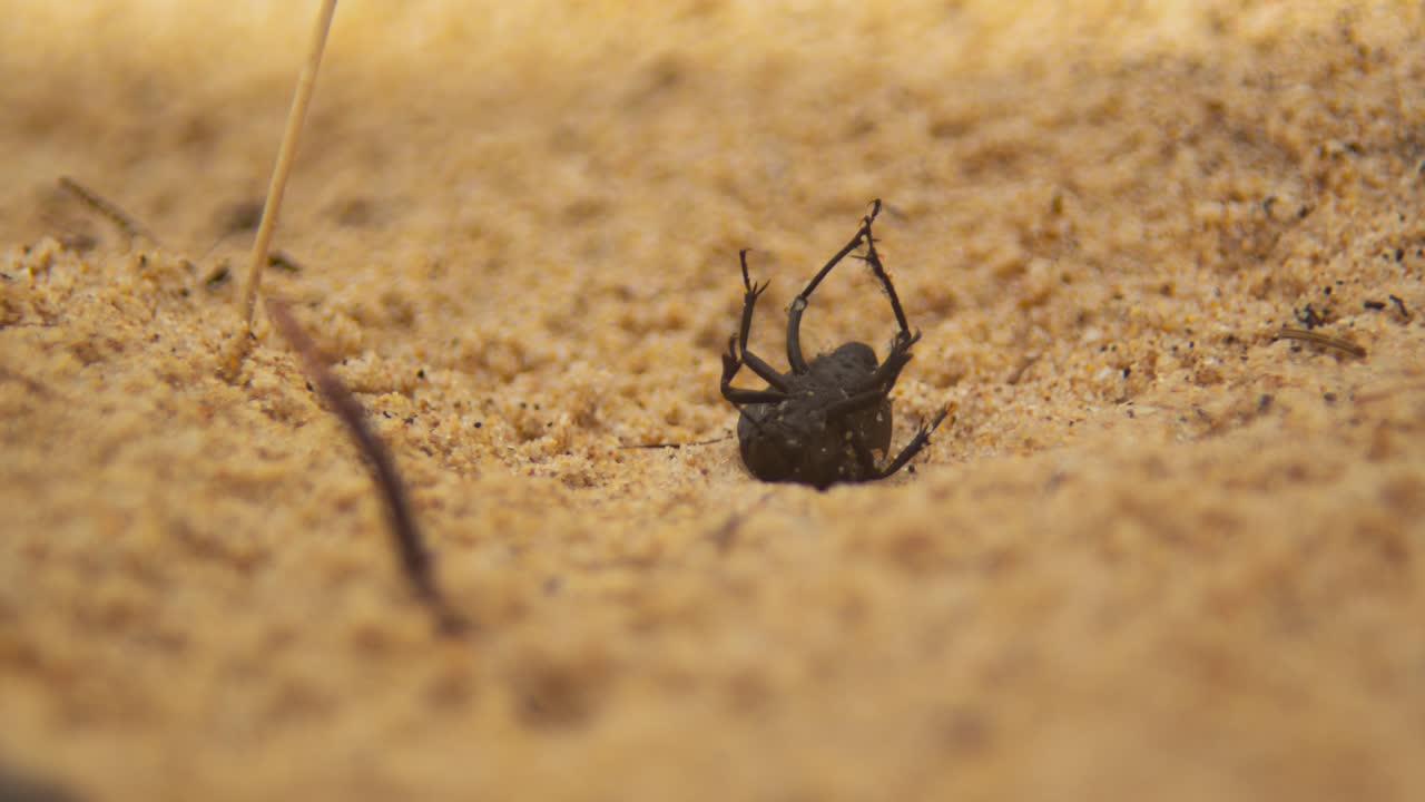 cucaracha de color oscuro atascado en su espalda en la playa de arena, lapso de tiempo