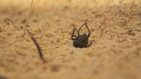 Dark-color-cockroach-stuck-on-his-back-on-sandy-beach,-time-lapse