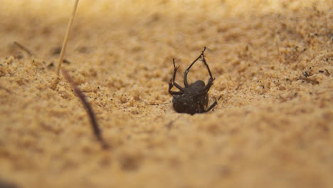 dark color cockroach stuck on his back on sandy beach, time lapse