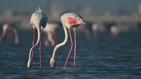 mayores flamencos vagando en las aguas poco profundas del mar durante la marea baja - bahrein