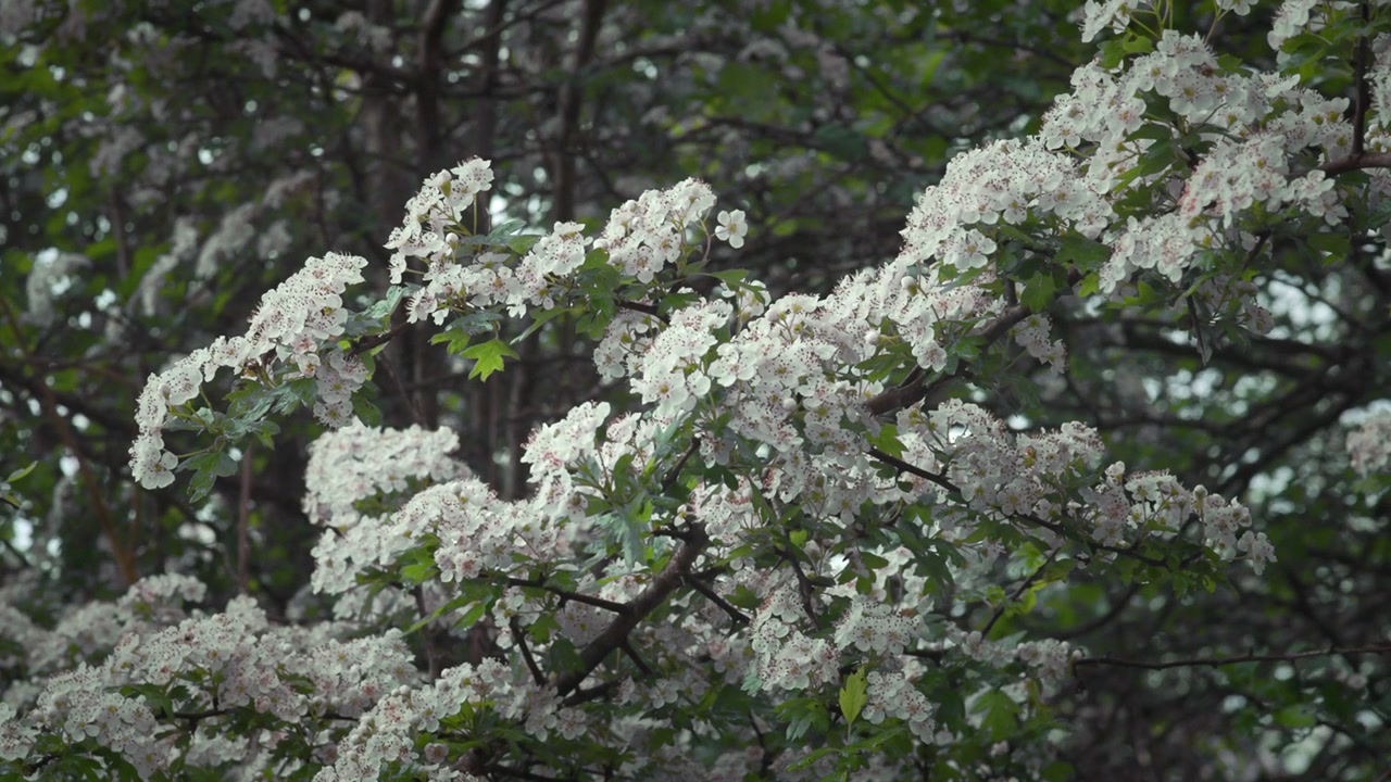 Delicati fiori bianchi su un albero in primavera 4K. Grappoli di biancospino coprono i rami degli alberi durante la primavera. Adatto per l'uso in documentari naturalistici o promozioni stagionali.