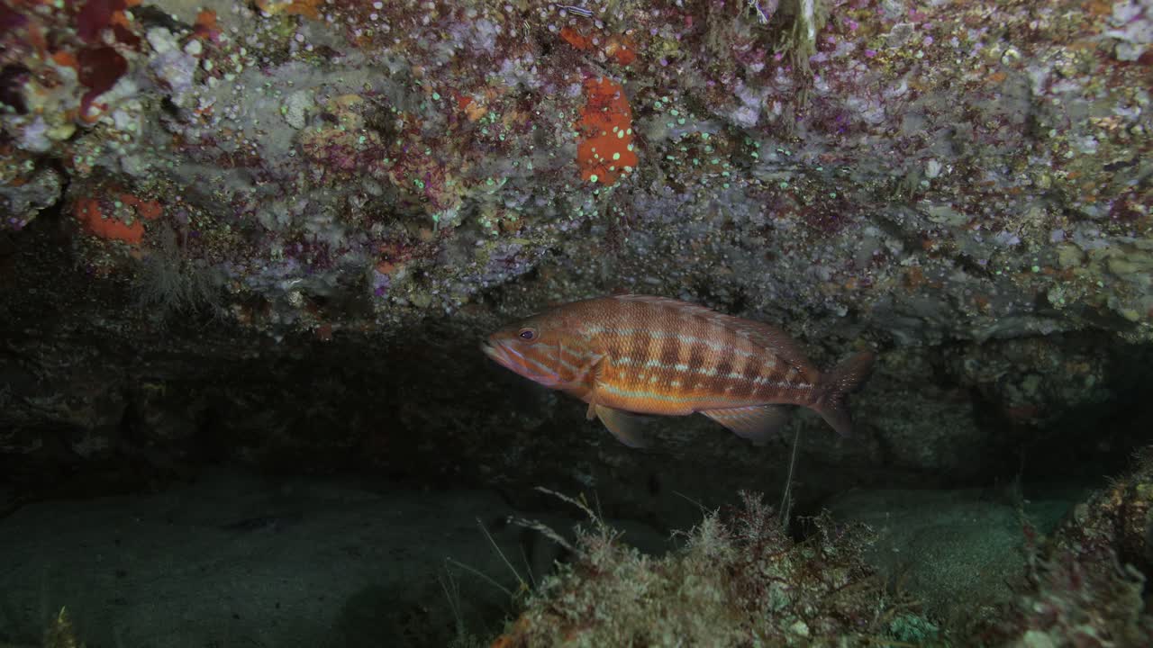 Arothron che nuota sott'acqua vicino ai coralli