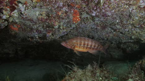 arothron swimming underwater near corals