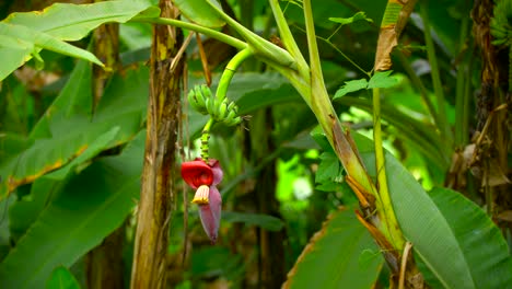 plantación de flores de plátano frutas tropicales asia 4k naturaleza