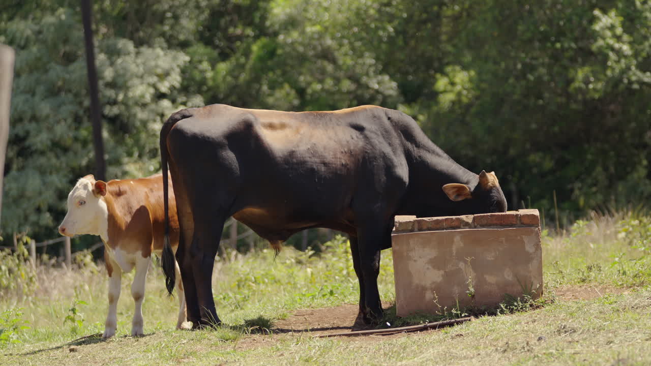 Grande toro nero accanto a un vitello che beve acqua in una scena rurale. Attività agricola sostenibile