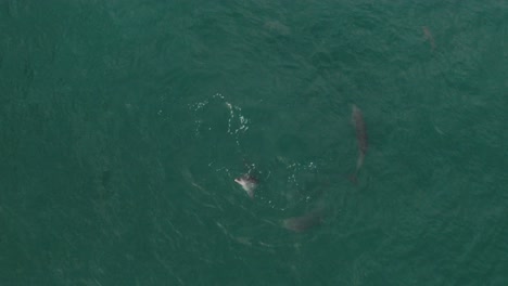 delfines jugando en la costa de australia en el océano azul visto desde un dron en un día tranquilo y soleado