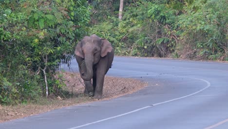 walking beside the paved rod in khao yai national park and about to enter the forest, indian elephant elephas maximus indicus, thailand