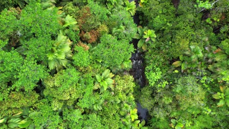 bird eye drone of upper sauzier waterfall, dense tropical forest with palm trees and granite stone, mahe seychelles 30fps 8