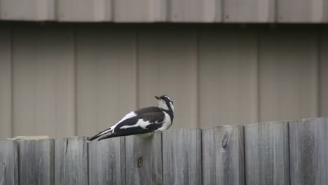 Magpie-lark-Mudlark-Bird-Perched-Sat-On-Fence-Looking-Around-Australia-Maffra-Gippsland-Victoria-Slow-Motion