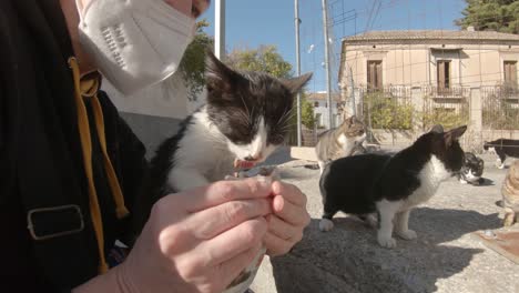 feeding a starving kitten by hand on the sunny streets of spain