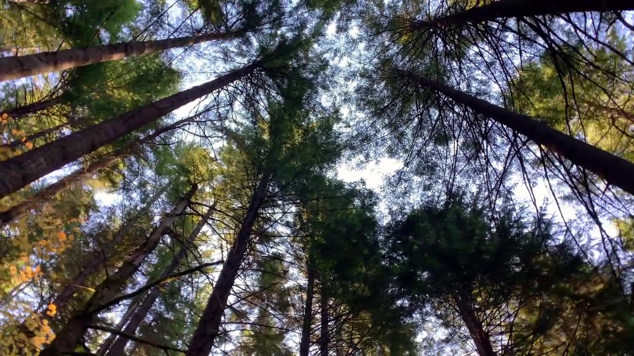 Shot from the ground looking up through the evergreen trees in the Pacific northwest while out mountain biking.