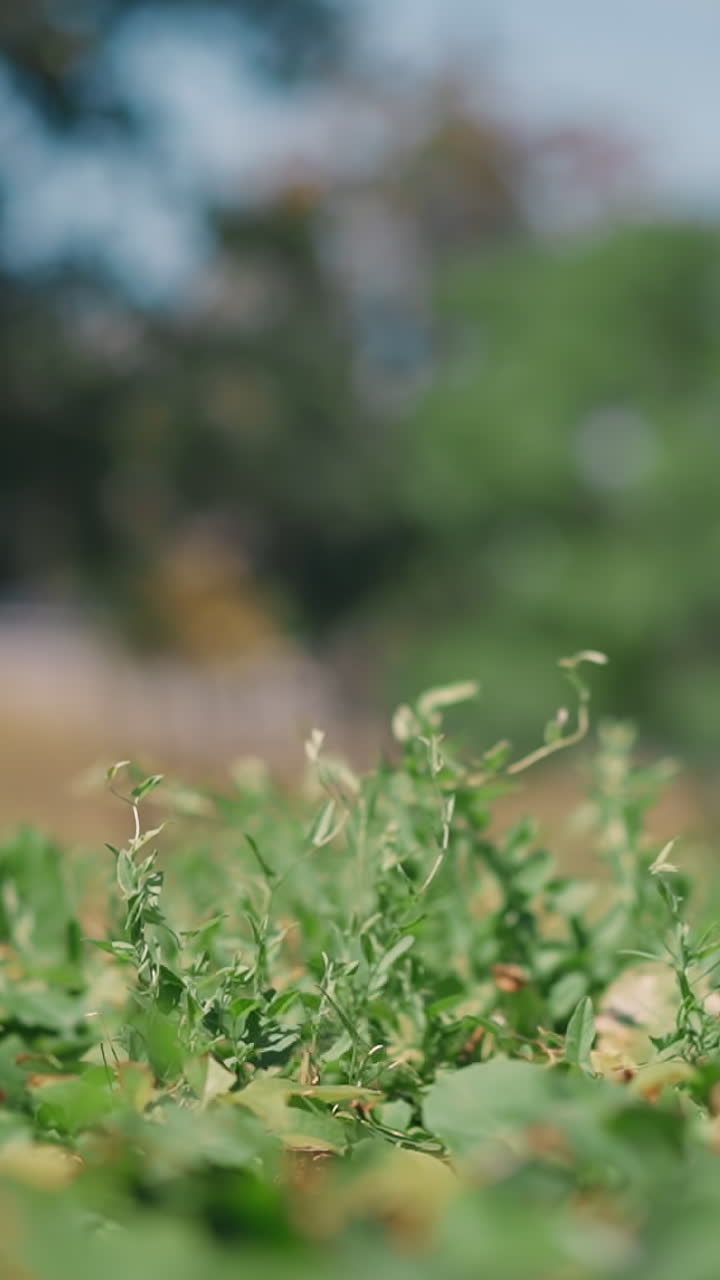 Grass sprouts waved by wind sway in sunny spring park macro view. Plants cultivation for public places decor. Taking care of cultural plant in garden