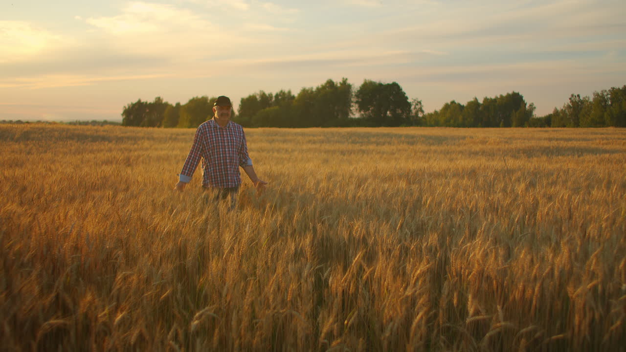 viejo agricultor caminando por el campo de trigo al atardecer tocando las espigas de trigo con las manos - concepto de agricultura. brazo masculino moviéndose sobre el trigo maduro que crece en el prado.