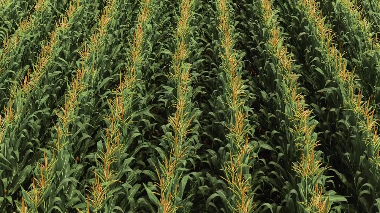 Drone flight over a vast cornfield. Modern agriculture showcasing food production, maize cultivation, and the natural pattern of the crop