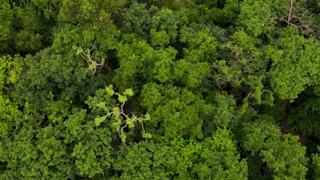 Sundarban:-Dichte-Baumkronen-Im-Tropischen-Wald