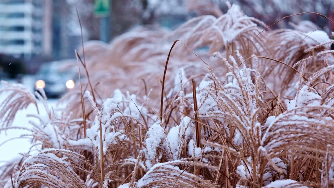 Erba lunga e dorata, coperta di neve fresca, che ondeggia dolcemente nel vento invernale.