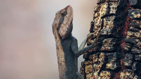 lagarto esperando palanca. alimento