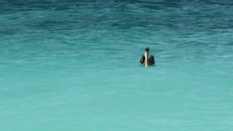 Brown-pelican-starts-flying-from-the-ocean