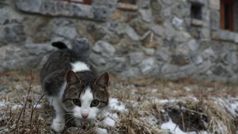Close-up-of-domestic-cat-smells-looking-for-food-on-frozen-ground-yard-of-stone-old-house