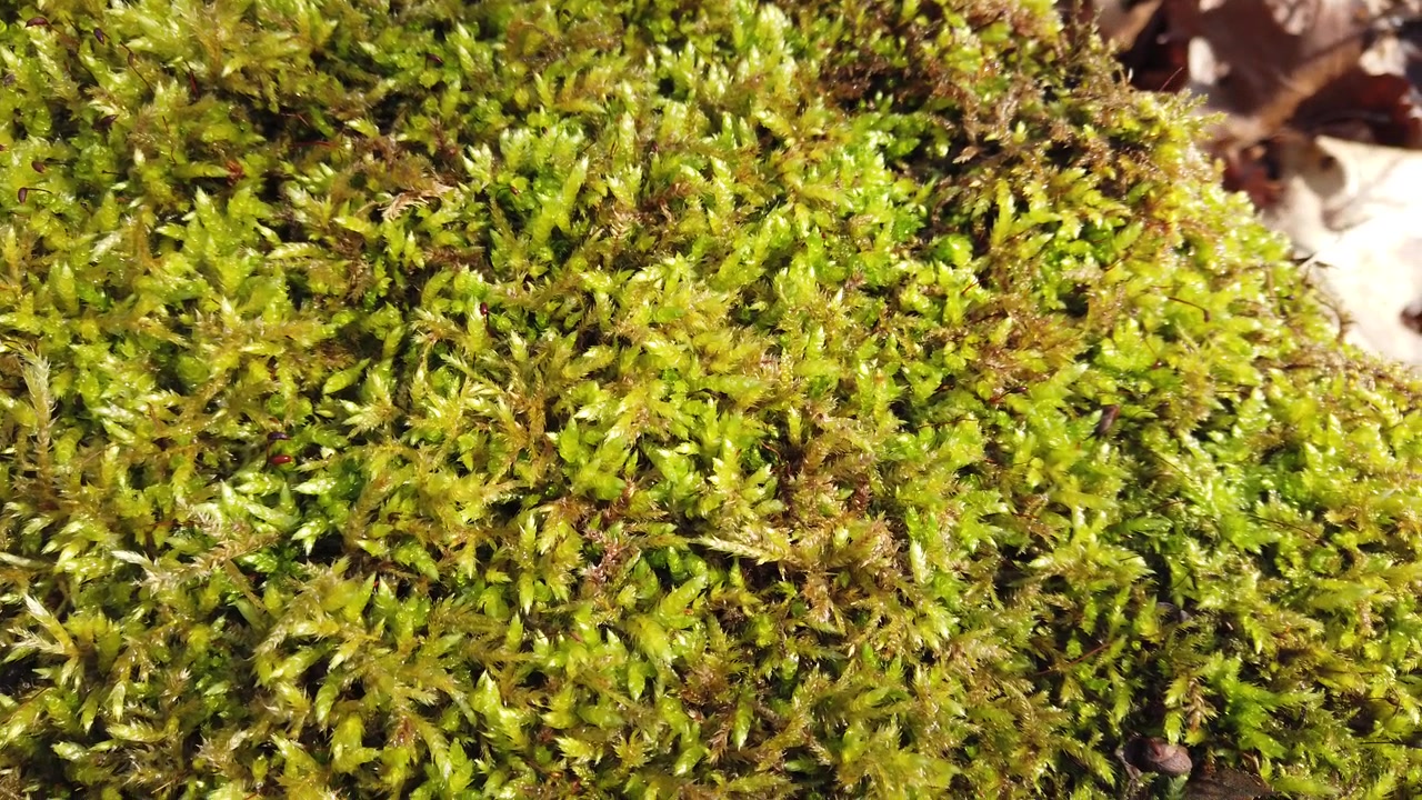 Corteccia del tronco d'albero coperta di muschio