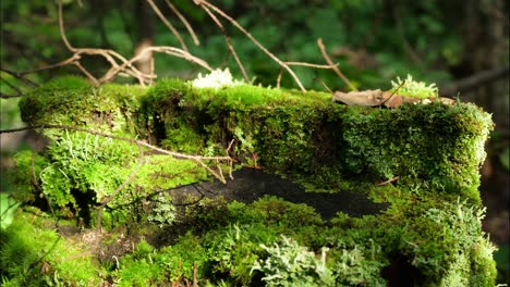 moss-covered log in forest