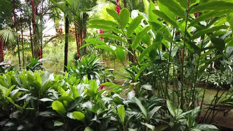 Panning-shot-of-beautiful-colorful-flowers-and-plants-in-Costa-Rica-sitting-in-the-resorts-restaurant