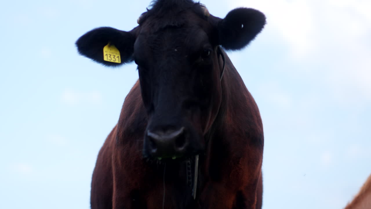 Close-up of a Black Cow