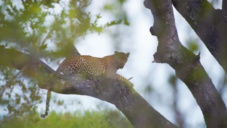 Spotted-african-leopard-lying-on-tree-branch-and-looking-around