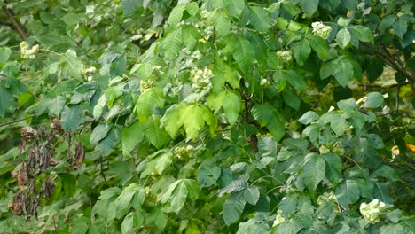 Süßer-Kleiner-Grüner-Vogel,-Der-Zwischen-Ästen-Eines-Riesigen-Baumes-Flattert,-Bevor-Er-Aus-Dem-Rahmen-Springt