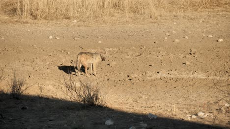 un chacal de lomo negro buscando restos durante la puesta de sol en sudáfrica
