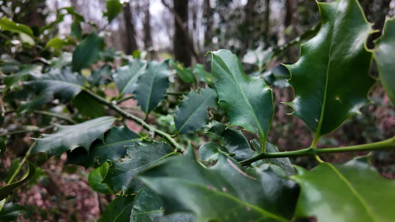 Dettaglio di foglie verdi di agrifoglio con bordi affilati su uno sfondo sfocato di foresta.