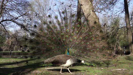 peacocks with colorful beautiful feathers on quiet park and white swan swim on calm canal in background