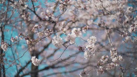 The-Stunning-Scenery-Of-Beautiful-Sakura-Cherry-Blossoms-With-Bright-Blue-Sky-In-Background-In-Kyoto,-Japan---Closeup-Shot