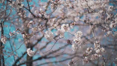 el impresionante paisaje de hermosas flores de cerezo sakura con un cielo azul brillante en el fondo en kyoto, japón - toma de primer plano