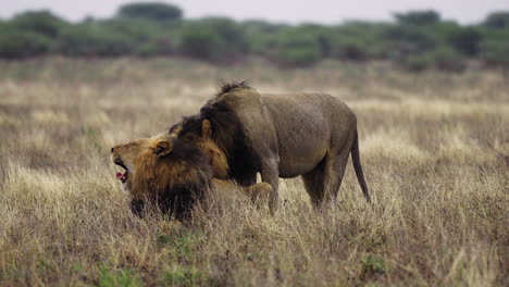 Dos-Viejos-Leones-Machos-Se-Hacen-Compañía-En-El-Desierto-Central-De-Kalahari,-Botswana