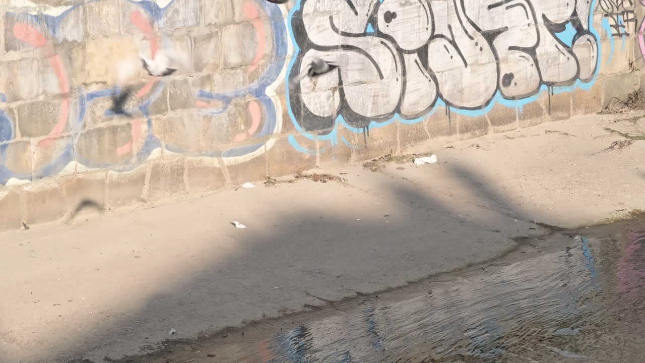 강둑에서 술을 마시고 날아가는 비둘기 떼