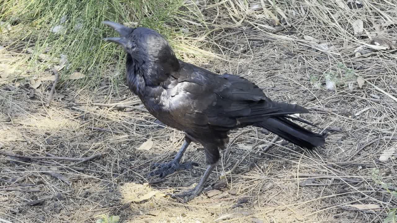 Corvo australiano cammina e si posa in un parco, mostrando un comportamento naturale e una postura calma in un ambiente esterno verde.