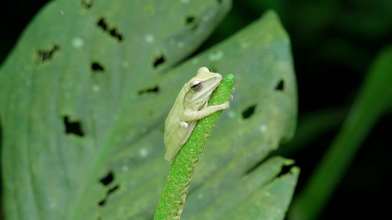 Whipping Frog. Polypedates Genus. Close-up Shot