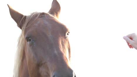 acariciar el caballo en la nariz