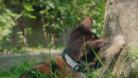 kitten plays with a tree in a garden