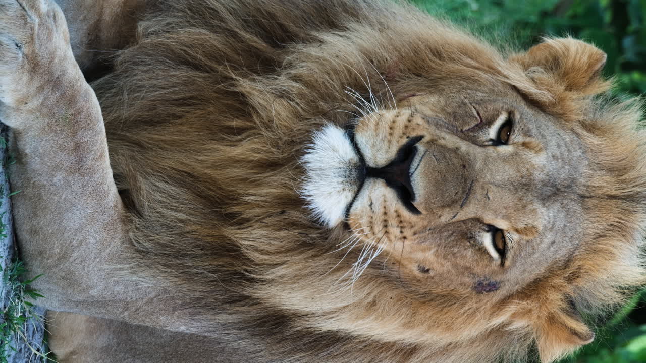 vista vertical de un león macho con una melena espesa descansando en la sabana