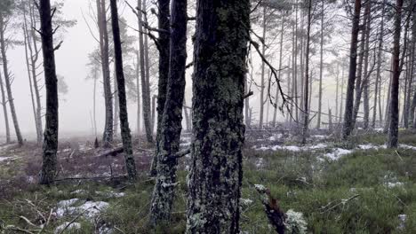 Tiro-De-Pan-En-Un-Bosque-De-Invierno-Brumoso-Y-Brumoso