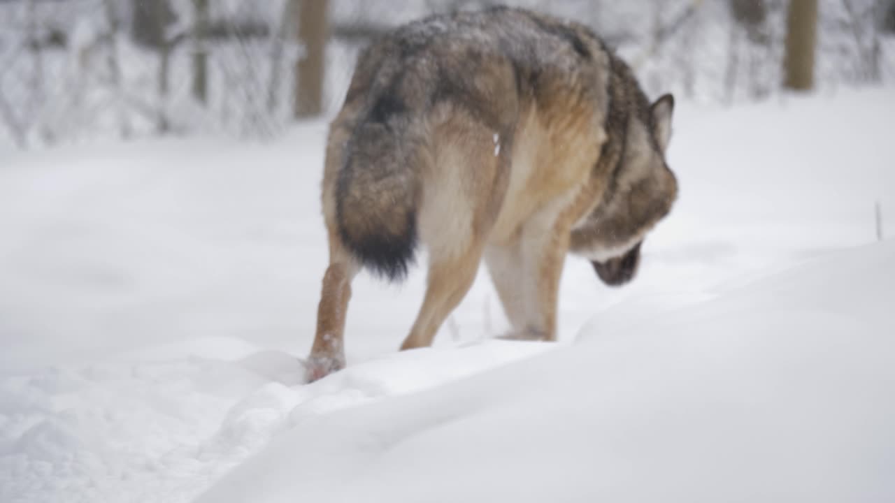 el astuto lobo gris escandinavo deambula traviesamente por el bosque cubierto de nieve - vista trasera toma de seguimiento medio