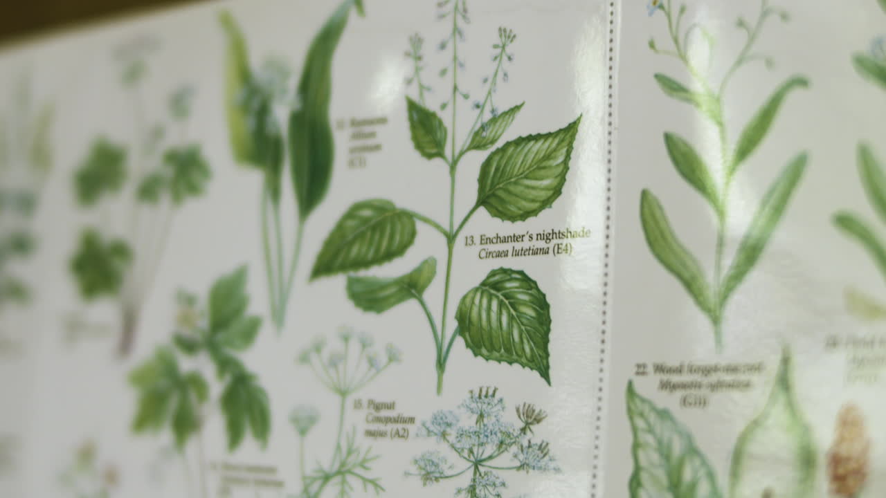 생물학 연구에서 잎과 꽃의 사진이 있는 책 페이지