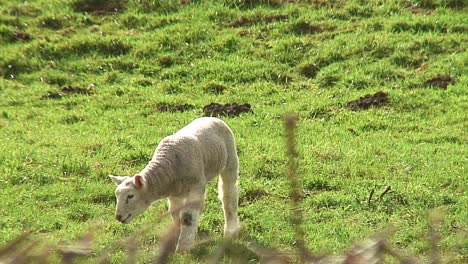 cordero de primavera en un campo en inglaterra