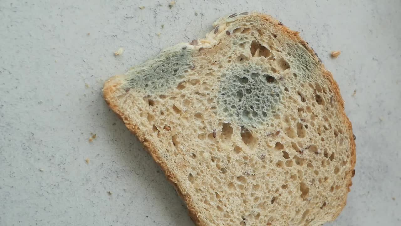 rebanadas de pan con moho