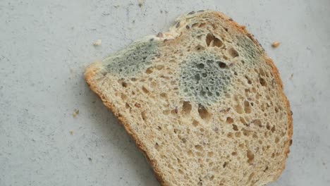 rebanadas de pan con moho
