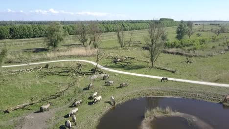 Aerial-view-of-wild-Konik-horses-in-National-Park-Oostvaarders-plassen,-Flevoland,-the-Netherlands